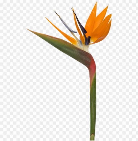 bird of paradise Isolated Design Element in HighQuality PNG