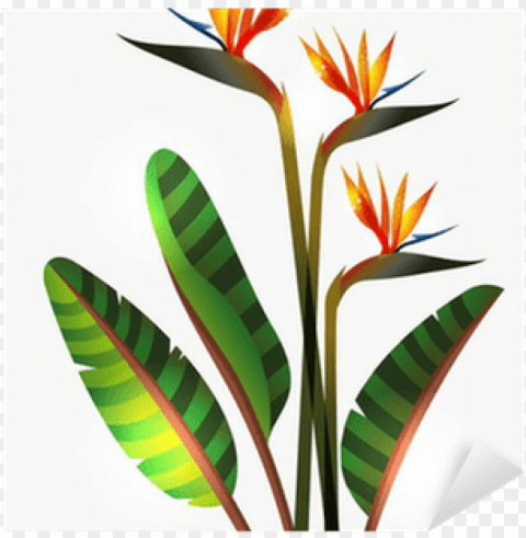 bird of paradise flower Isolated Subject on HighResolution Transparent PNG