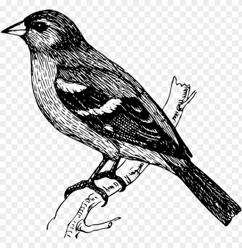 bird on a branch drawing PNG transparent designs for projects