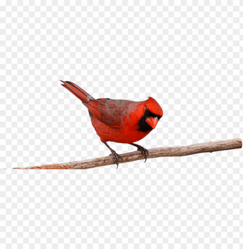 bird on branch Clear background PNG images diverse assortment PNG transparent with Clear Background ID 006d9ac4