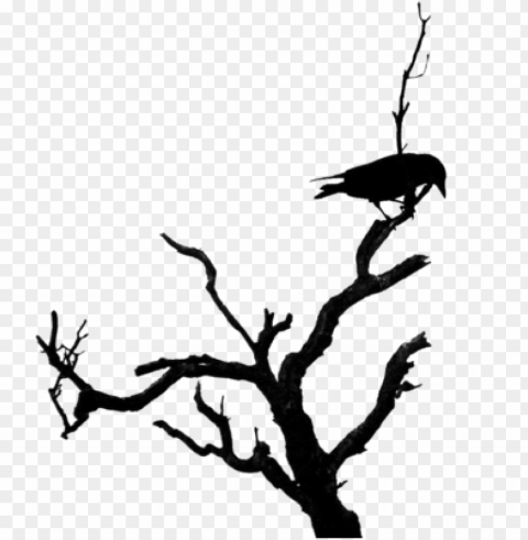 bird on dead tree PNG transparent images bulk PNG transparent with Clear Background ID 35bd1c6f