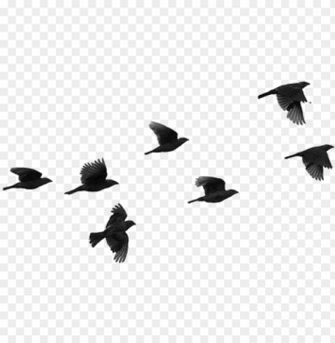 bird overlay and tumblr image - birds flying silhouette Transparent graphics