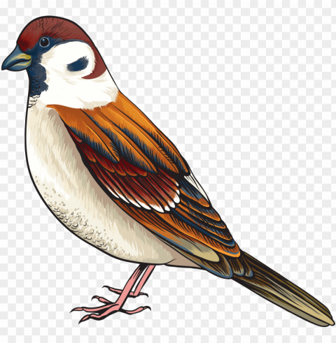 bird clipart - cartoon images of sparrow Clear PNG pictures compilation