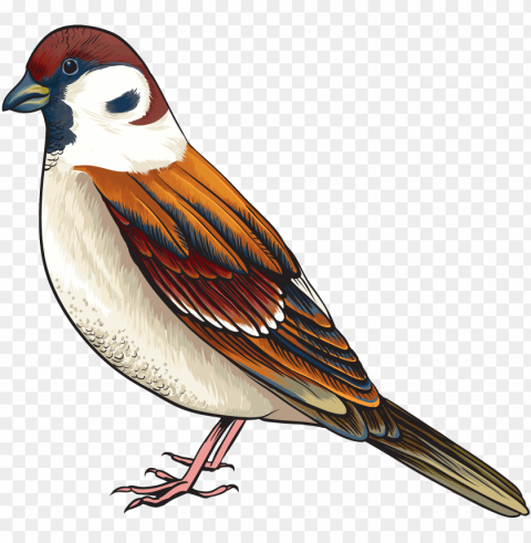 Bird Clipart - Cartoon Images Of Sparrow Clear PNG Pictures Compilation