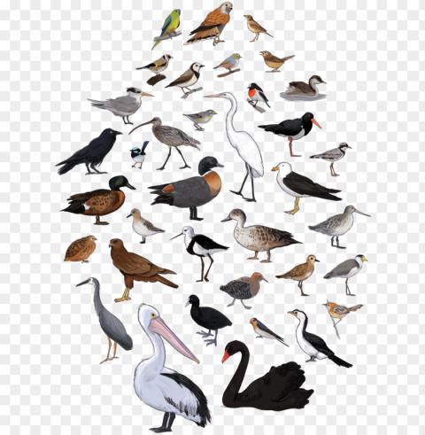 bird poster cover PNG images with transparent overlay
