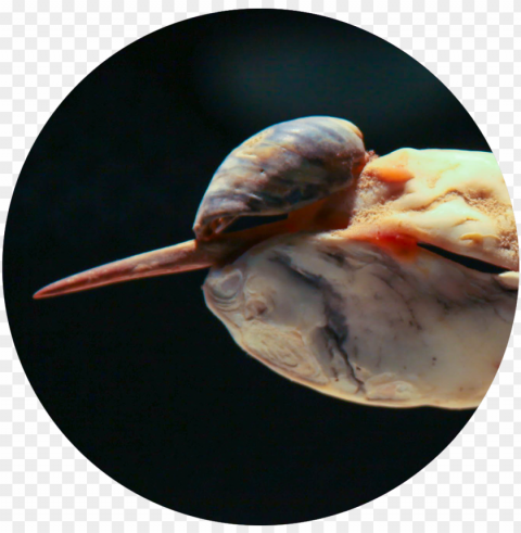 bird seashell icon - nih Clear image PNG