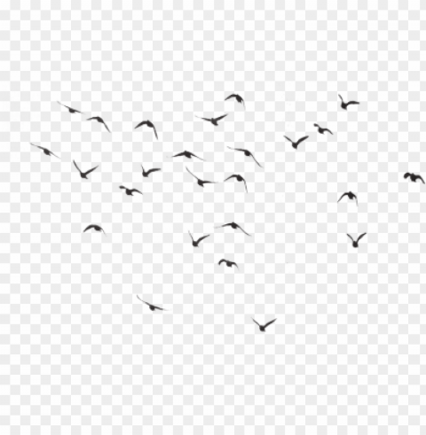 bird silhouette group - pigeons flying flock PNG transparent vectors