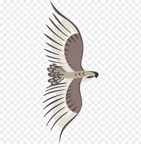 Bird Top View PNG Images Free Download Transparent Background