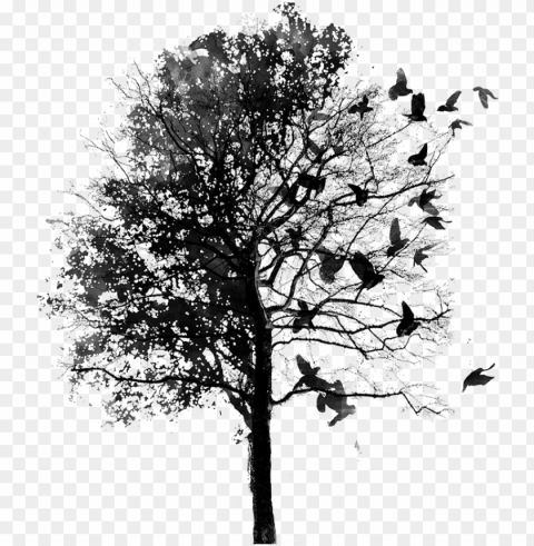bird & tree - fall instagram theme divider Transparent PNG pictures archive