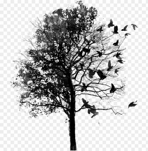 bird & tree - fall instagram theme divider Transparent PNG pictures archive PNG transparent with Clear Background ID b04f7aa7