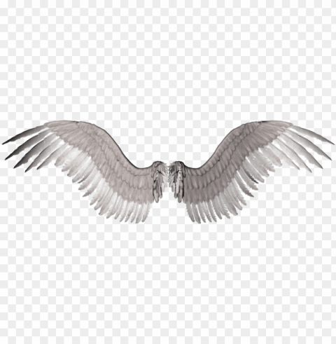 Bird White Wings Hd PNG Images With Clear Alpha Layer