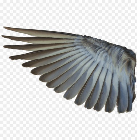 bird wings - bird wing transparent PNG files with no background assortment