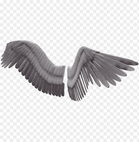 Bird Wings Transparent Background PNG Images For Websites