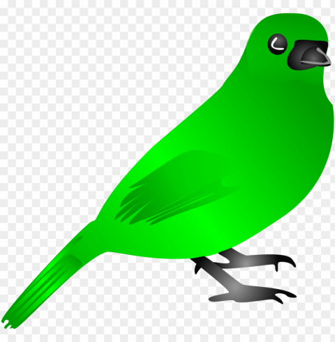 birds Isolated Subject in HighQuality Transparent PNG