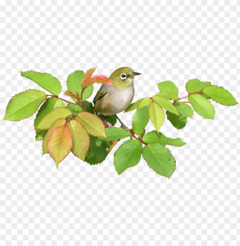 birds No-background PNGs PNG transparent with Clear Background ID 4a5c7f0b