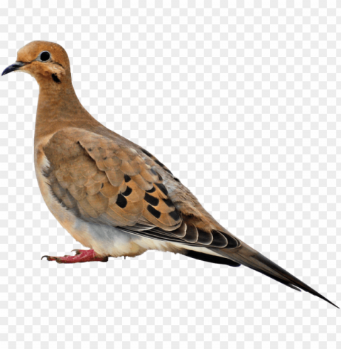 birds - book about mourning doves HighResolution Transparent PNG Isolated Element