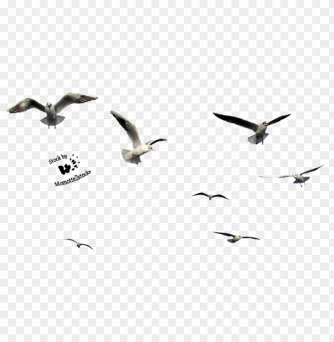 birds cut out PNG with no registration needed