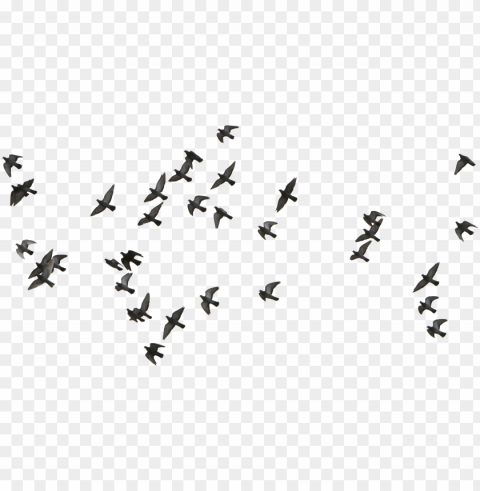 Birds Download Png - Bird Flying Vector Transparent Image