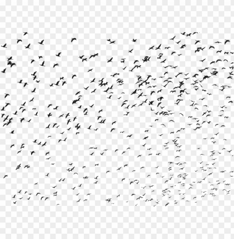 birds flock flying animals silhouette - flying bird bird Isolated Object on Clear Background PNG