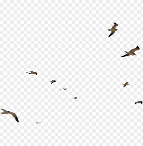 Birds Flying In Flocks Free Transparent PNG