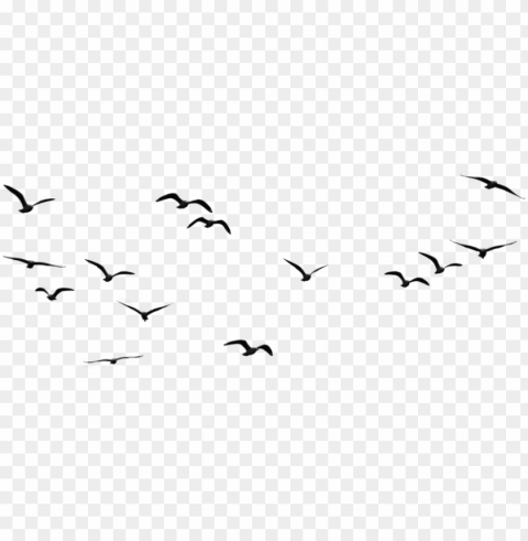 birds flying in the sky Isolated Object in Transparent PNG Format