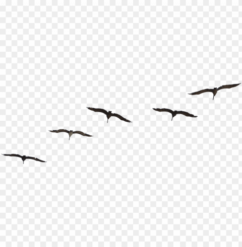 birds flying psd free PNG with no cost PNG transparent with Clear Background ID 20857202