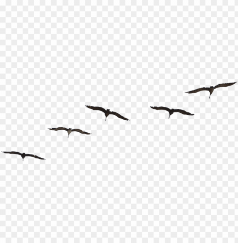 Birds Flying Psd Free PNG With No Cost