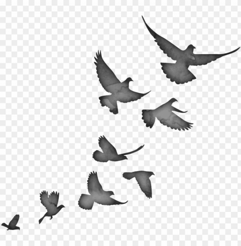 birds flying silhouette PNG files with no backdrop wide compilation PNG transparent with Clear Background ID 20720d2c