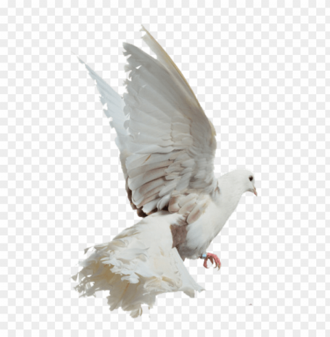 birds of Free transparent PNG