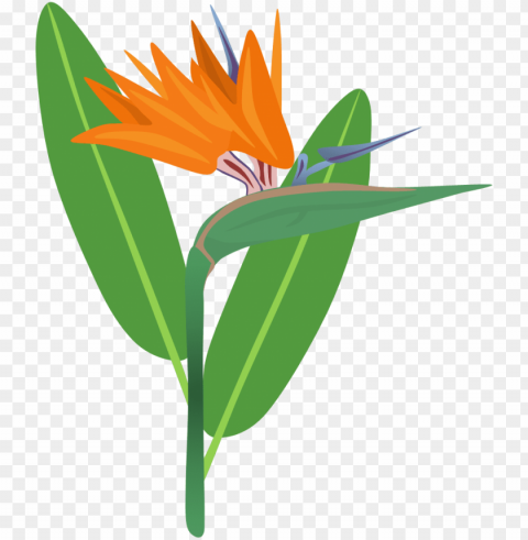 birds of paradise Isolated Element in HighQuality PNG