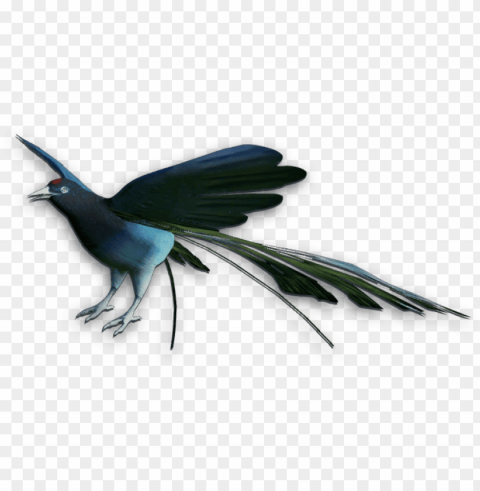 birds of paradise Isolated Subject in Transparent PNG Format