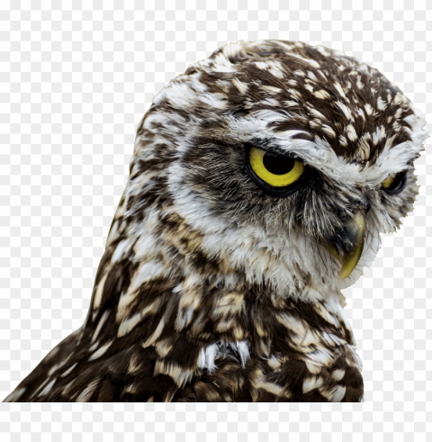birds of prey good morning PNG Image with Clear Isolated Object