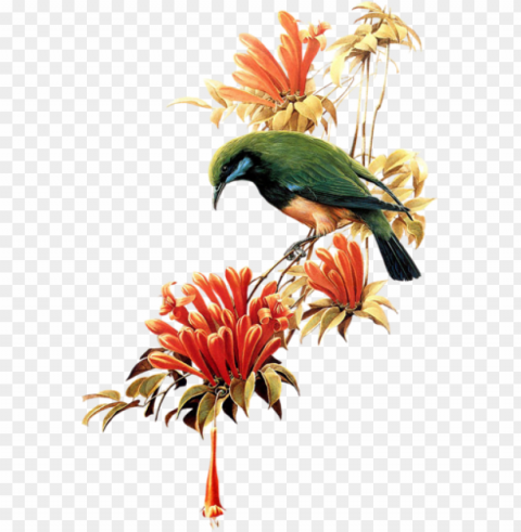 birds on branches - birds PNG Image with Clear Isolated Object