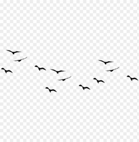 birds pic flock of - birds flying vector Isolated Subject with Clear Transparent PNG