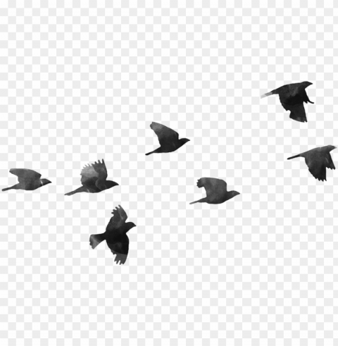birds - birds transparent Isolated Graphic with Clear Background PNG