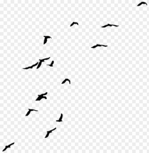 birds fils - transparent background fly bird PNG images with clear backgrounds
