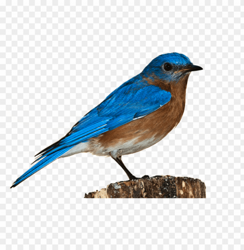 birds images free - transparent background bird transparent PNG for educational projects