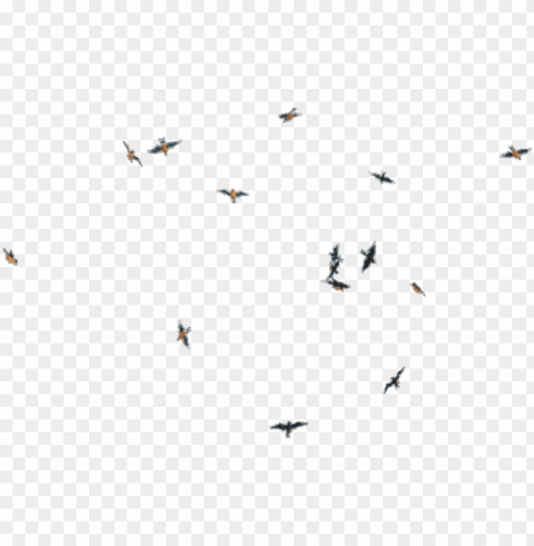 Birds New - Transparent Fly Bird PNG Isolated Illustration With Clarity