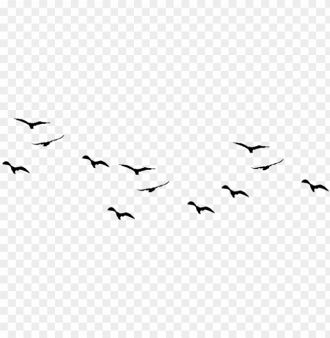 birds pic1 - birds flying vector PNG transparent designs for projects