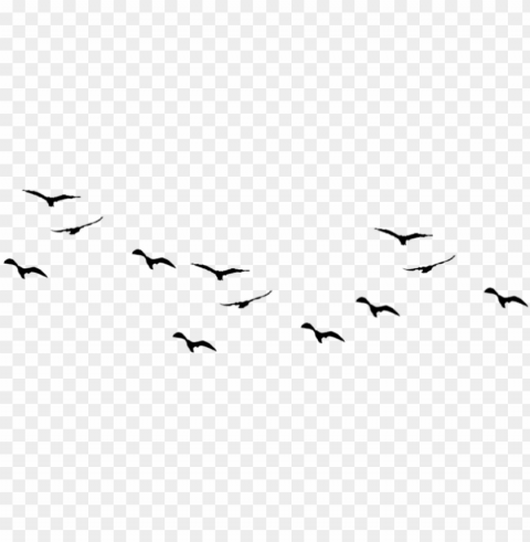 Birds Pic1 - Birds Flying Vector PNG Transparent Designs For Projects