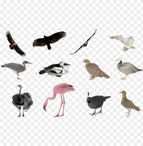 birds set by mossi889 - birds collage HighQuality Transparent PNG Isolated Graphic Design