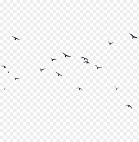 Birds Image - Bird Transparent PNG Isolated Element