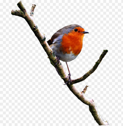 birds psd image - bird on branch PNG files with clear backdrop collection
