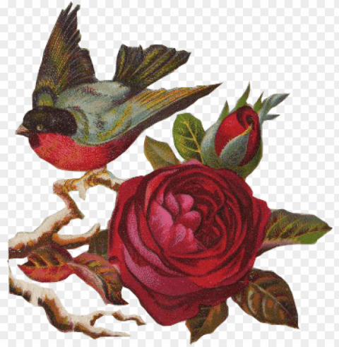 birds rose Clean Background Isolated PNG Image