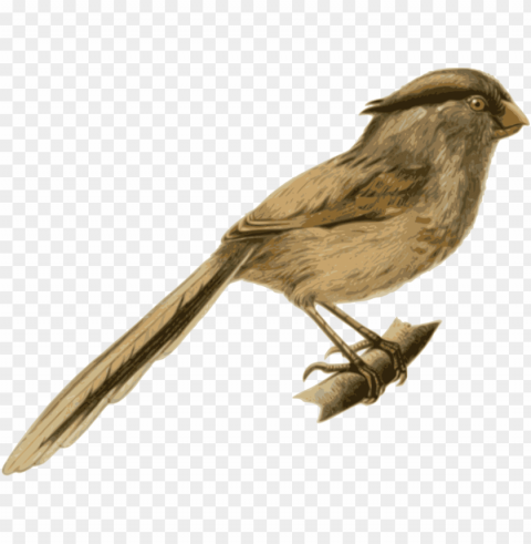 birds sitting on a branch Isolated Element on Transparent PNG