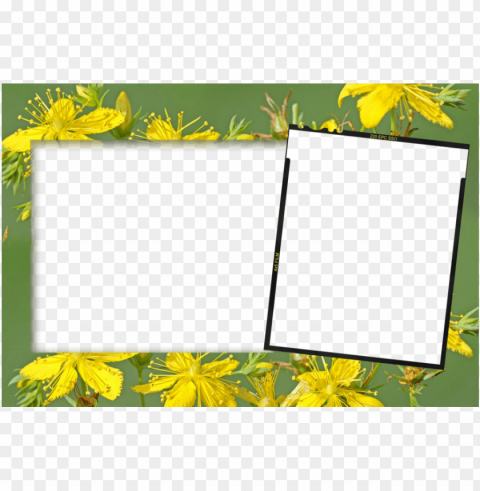 birthday photo frames photosho Isolated Character in Clear Transparent PNG