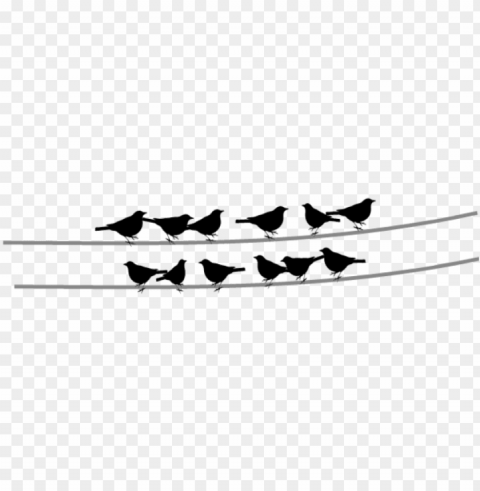 black and white bird Clean Background Isolated PNG Graphic Detail