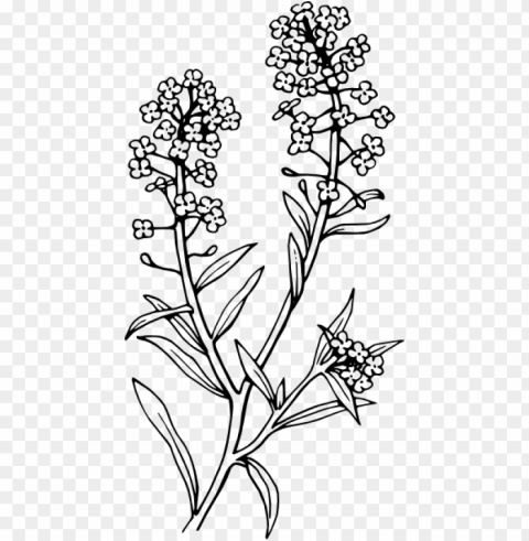 black and white lavender clip art Isolated Object in Transparent PNG Format