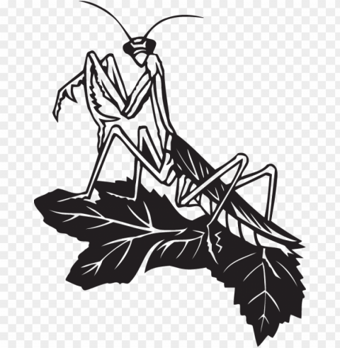 black and white praying mantis PNG transparent photos vast collection PNG transparent with Clear Background ID 66d1b243