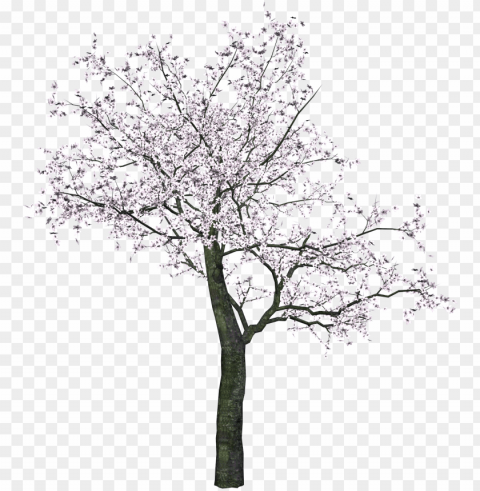 black and white tree PNG images with cutout